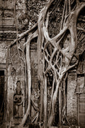 Tree in Ta Prohm, Angkor, Cambodia.