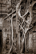 Tree in Ta Prohm, Angkor, Cambodia.