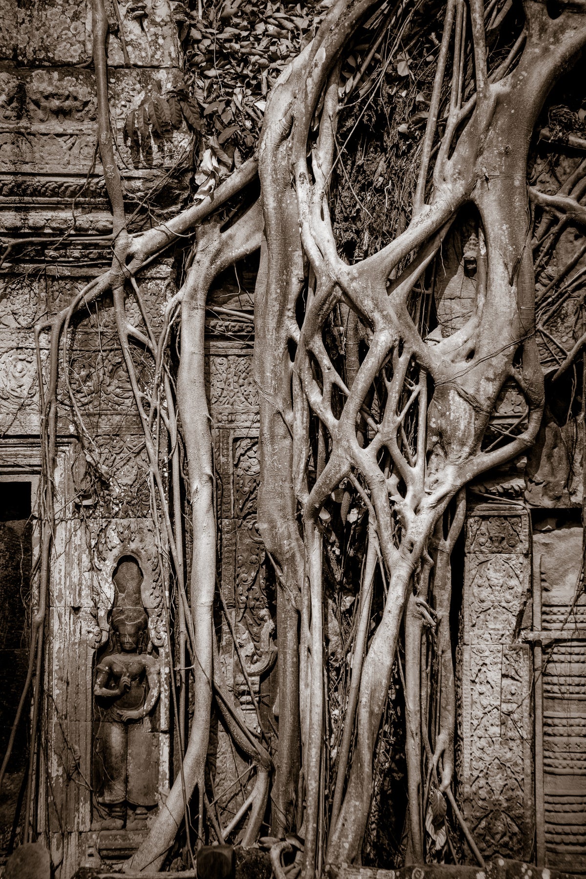 Tree in Ta Prohm, Angkor, Cambodia.
