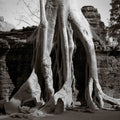 Trees in Ta Prohm, Angkor, Cambodia.