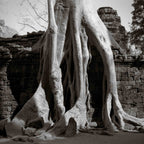 Trees in Ta Prohm, Angkor, Cambodia.