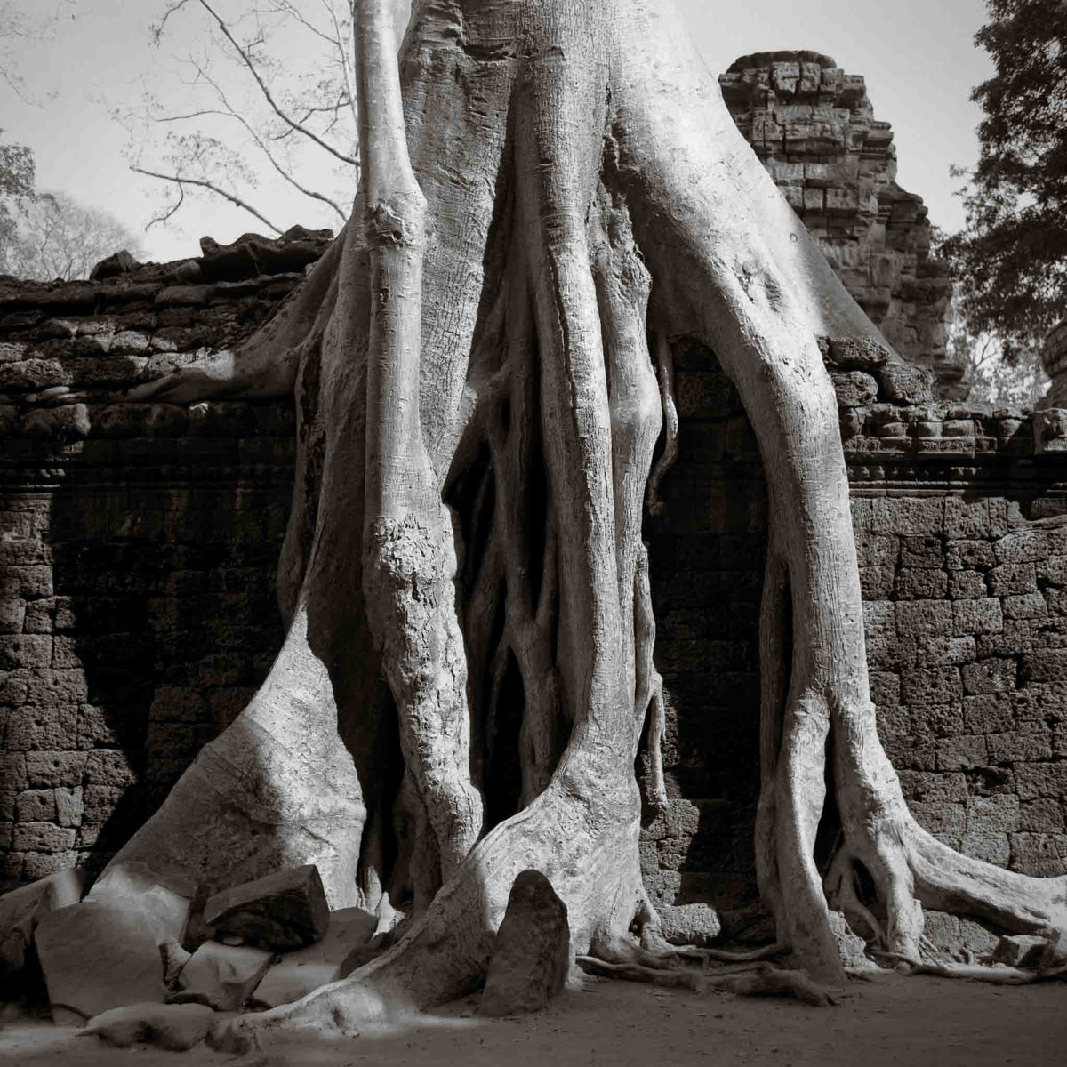 Trees in Ta Prohm, Angkor, Cambodia.