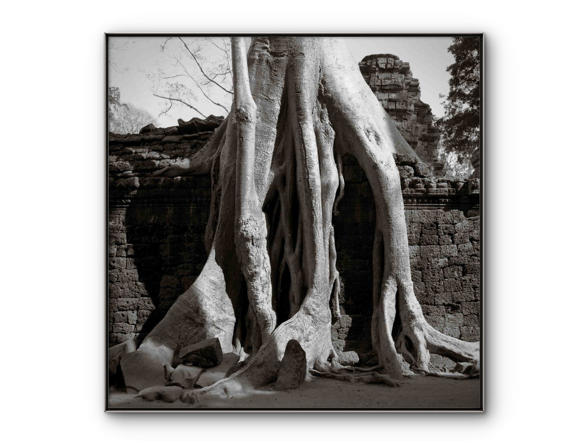 Trees in Ta Prohm, Angkor, Cambodia.
