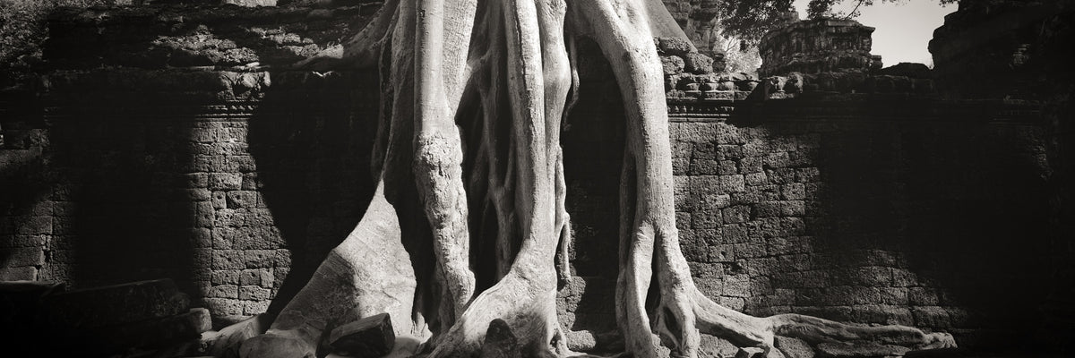 Tree in Ta Prohm, Angkor, Cambodia.
