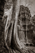 Tree in Ta Prohm, Angkor, Cambodia.