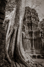 Tree in Ta Prohm, Angkor, Cambodia.