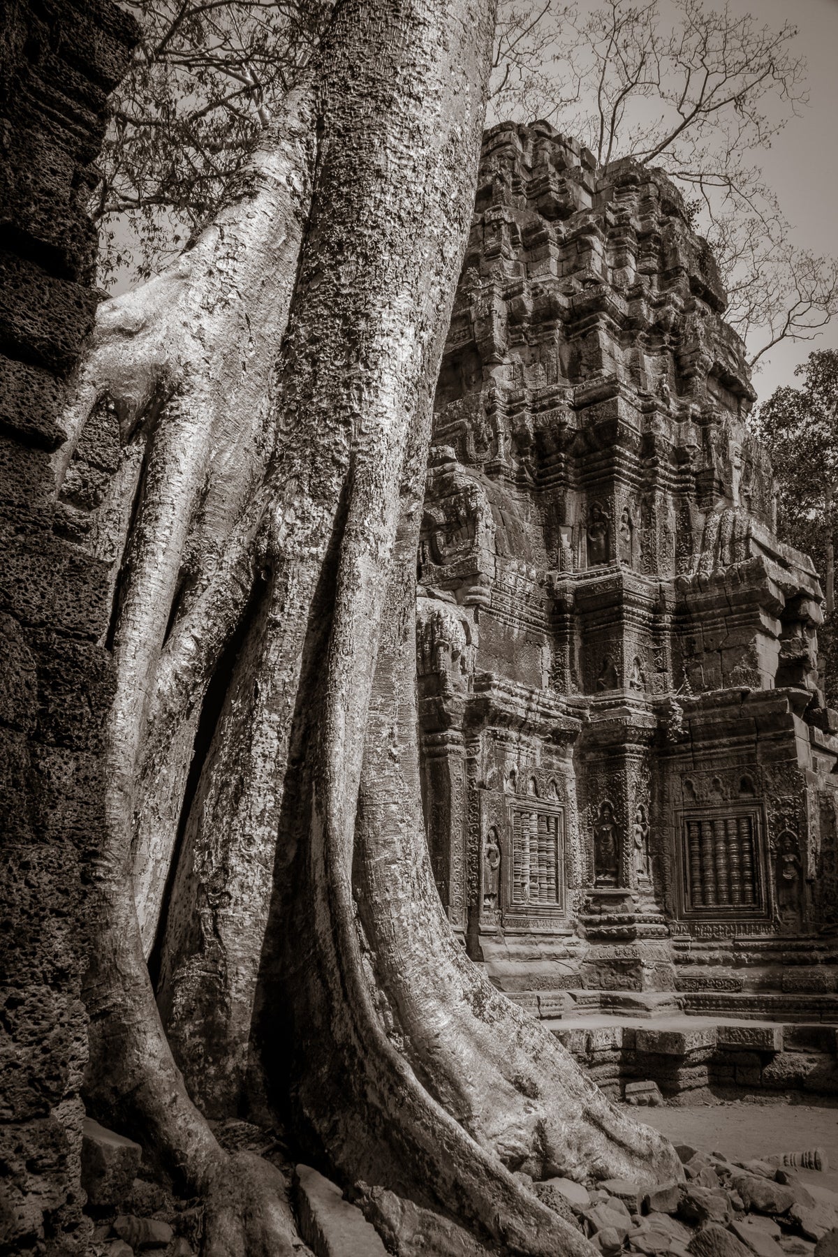Tree in Ta Prohm, Angkor, Cambodia.
