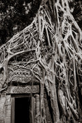Tree in Ta Prohm, Angkor, Cambodia.