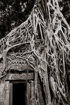 Tree in Ta Prohm, Angkor, Cambodia.