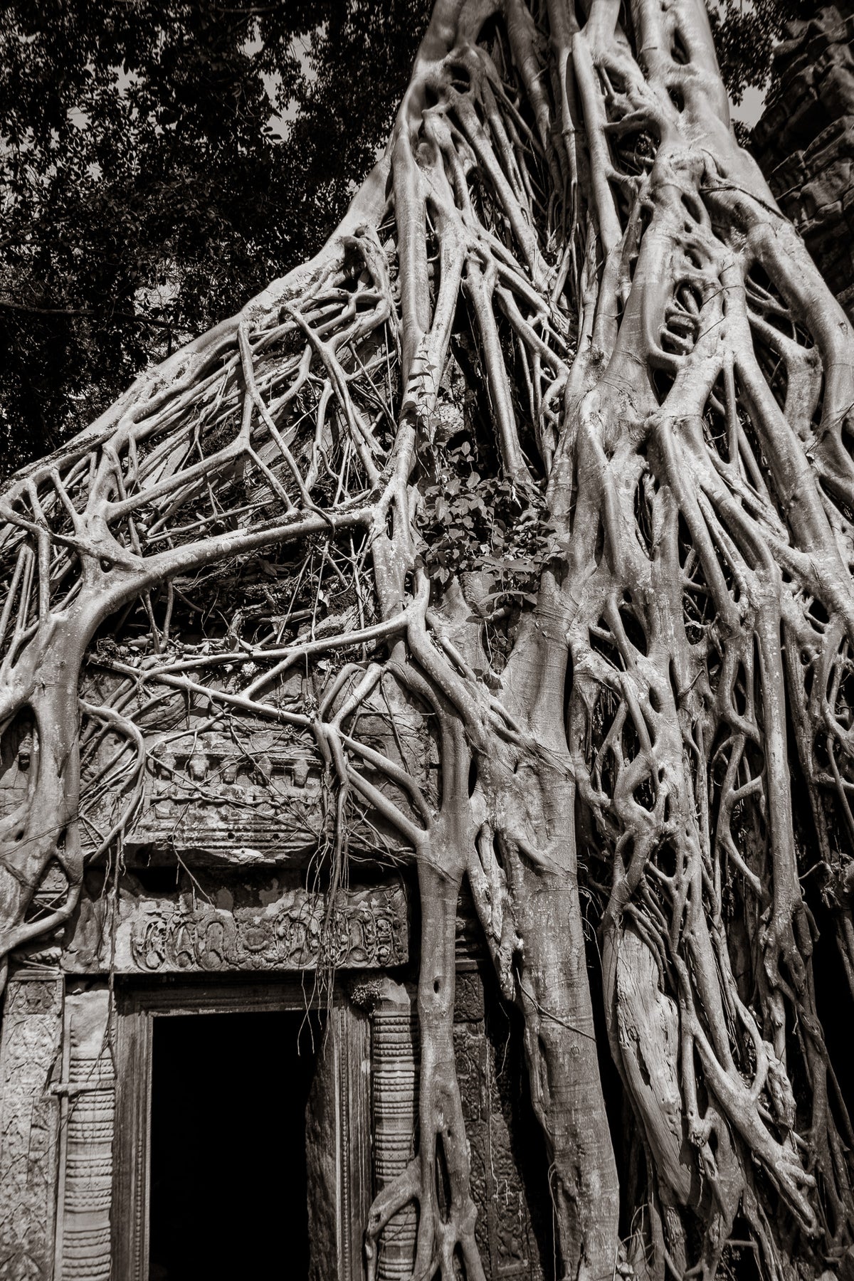 Tree in Ta Prohm, Angkor, Cambodia.