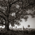 Small temple, big tree.  Angkor, Cambodia.