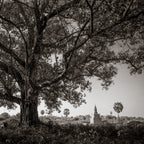 Small temple, big tree.  Angkor, Cambodia.