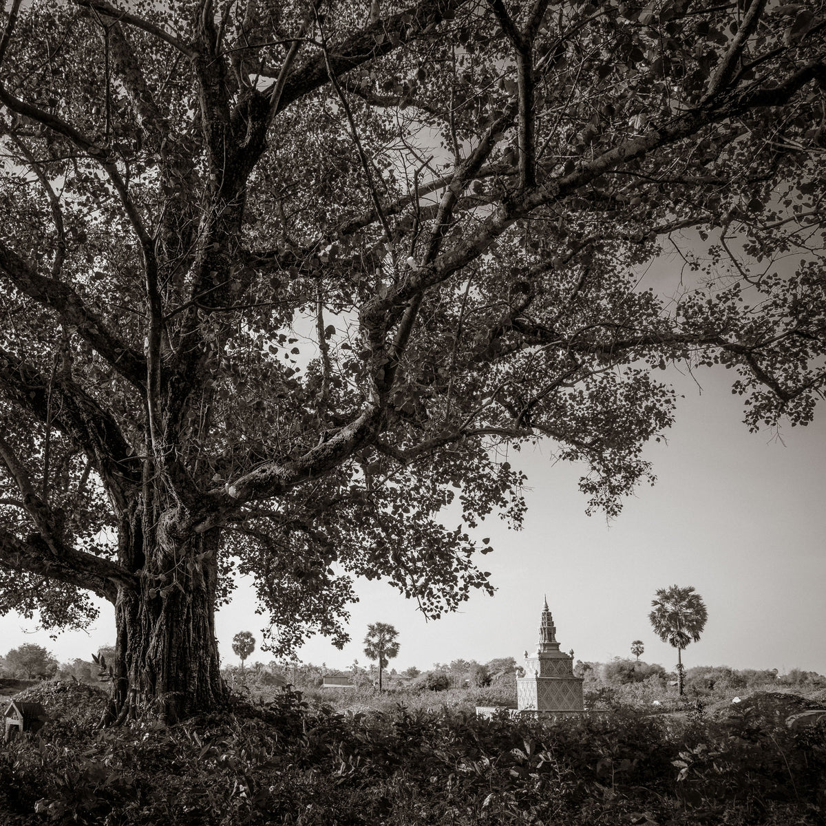 Small temple, big tree.  Angkor, Cambodia.