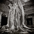 Trees take over Ta Prohm, Angkor, Cambodia.