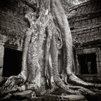 Trees take over Ta Prohm, Angkor, Cambodia.