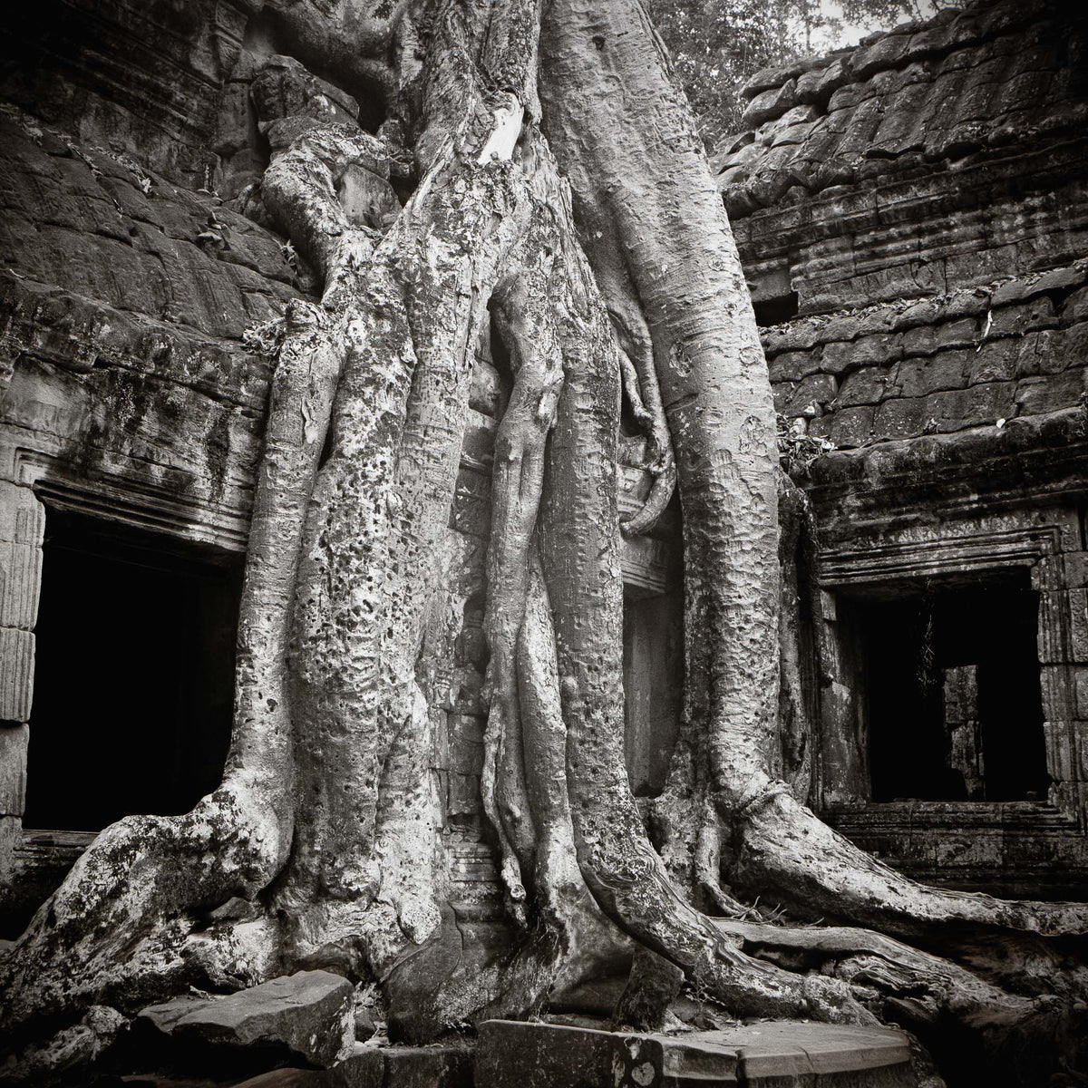Trees take over Ta Prohm, Angkor, Cambodia.