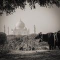 Taj Mahal, Agra, India. (Gallery Print)