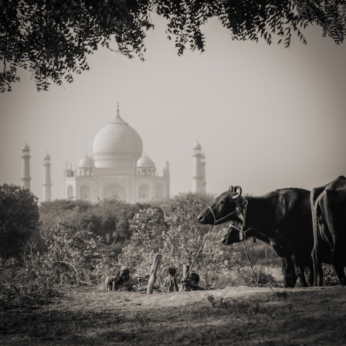 Taj Mahal, Agra, India. (Gallery Print)