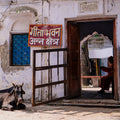 Cow and Sadhu.  Rishikesh, India. (Gallery Print)