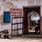 Cow and Sadhu.  Rishikesh, India.