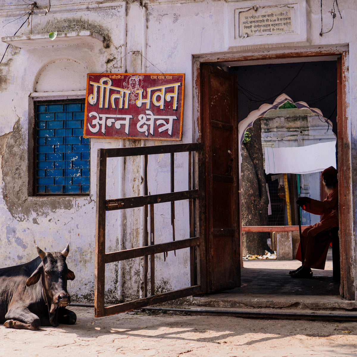 Cow and Sadhu.  Rishikesh, India. (Gallery Print)