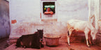 A woman peers from her kitchen.  Banaras, India.