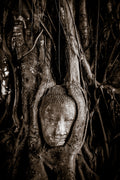 Buddha head, Ayutthaya, Thailand.
