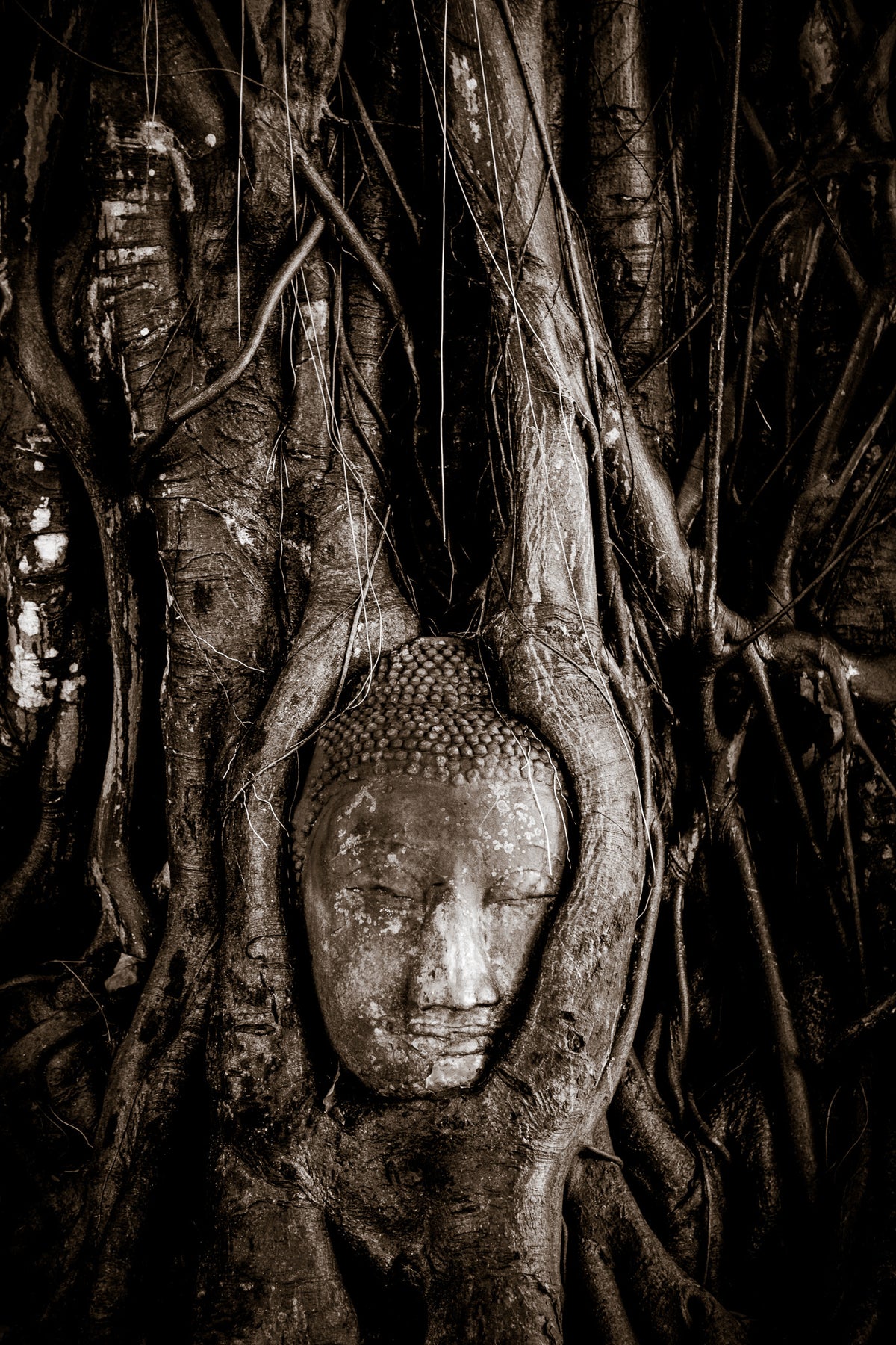 Buddha head, Ayutthaya, Thailand.