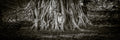 Panoramic image of Buddha head surrounded by tree.  Ayutthaya, Thailand.