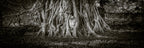 Panoramic image of Buddha head surrounded by tree.  Ayutthaya, Thailand.