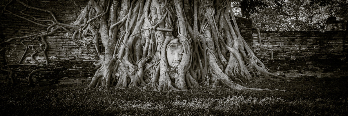 Panoramic image of Buddha head surrounded by tree.  Ayutthaya, Thailand.