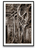 Tree in Ta Prohm, Angkor, Cambodia.