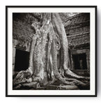 Trees take over Ta Prohm, Angkor, Cambodia.