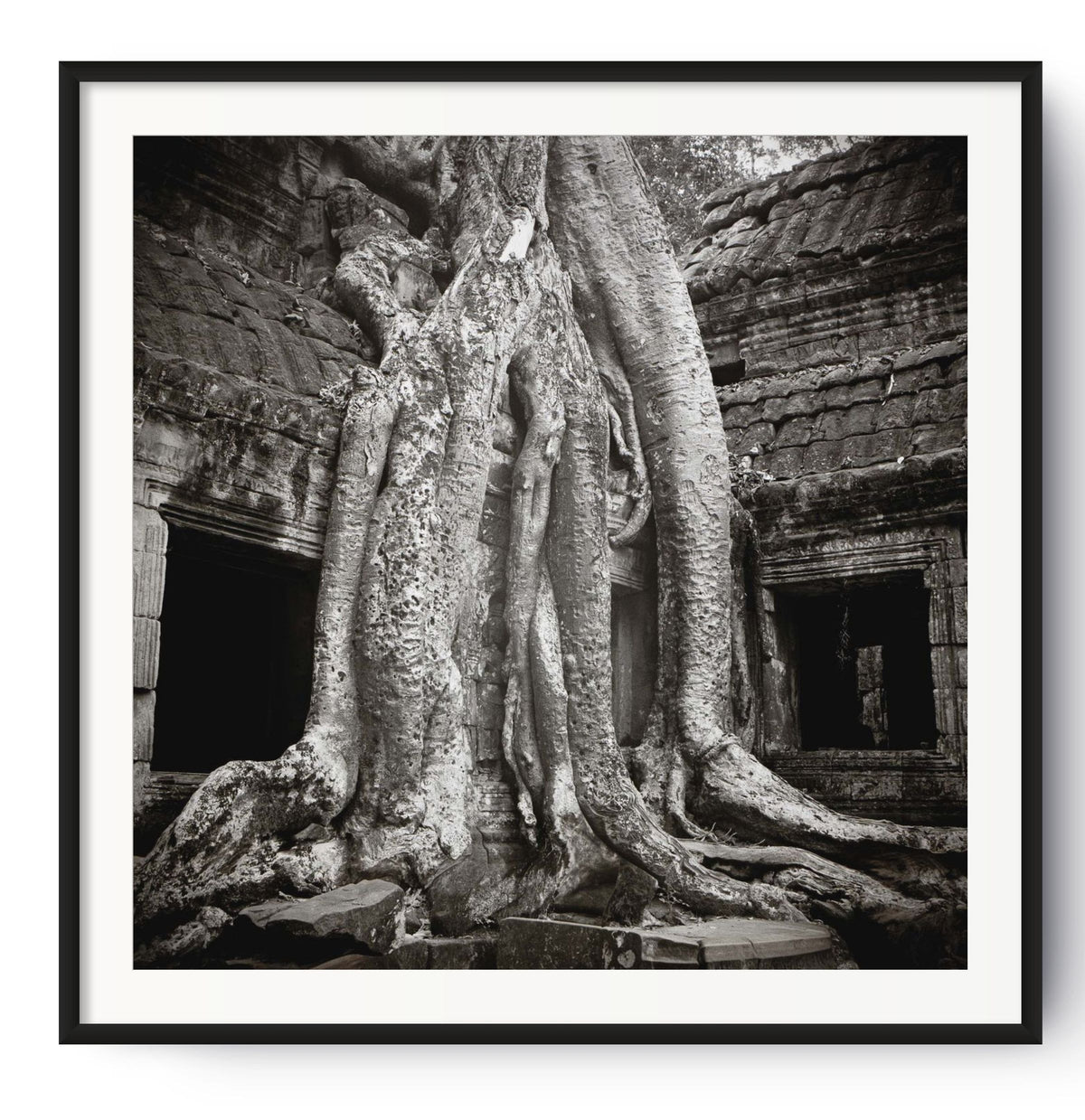 Trees take over Ta Prohm, Angkor, Cambodia.