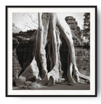 Trees in Ta Prohm, Angkor, Cambodia.