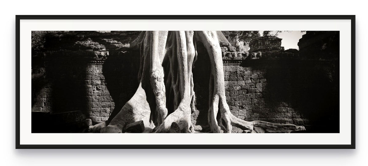 Tree in Ta Prohm, Angkor, Cambodia.