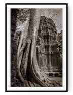 Tree in Ta Prohm, Angkor, Cambodia.