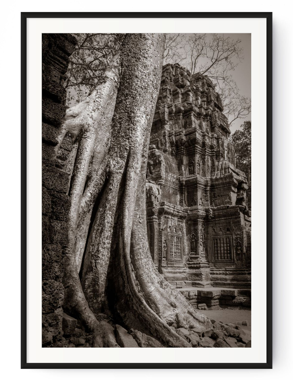 Tree in Ta Prohm, Angkor, Cambodia.