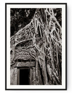Tree in Ta Prohm, Angkor, Cambodia.