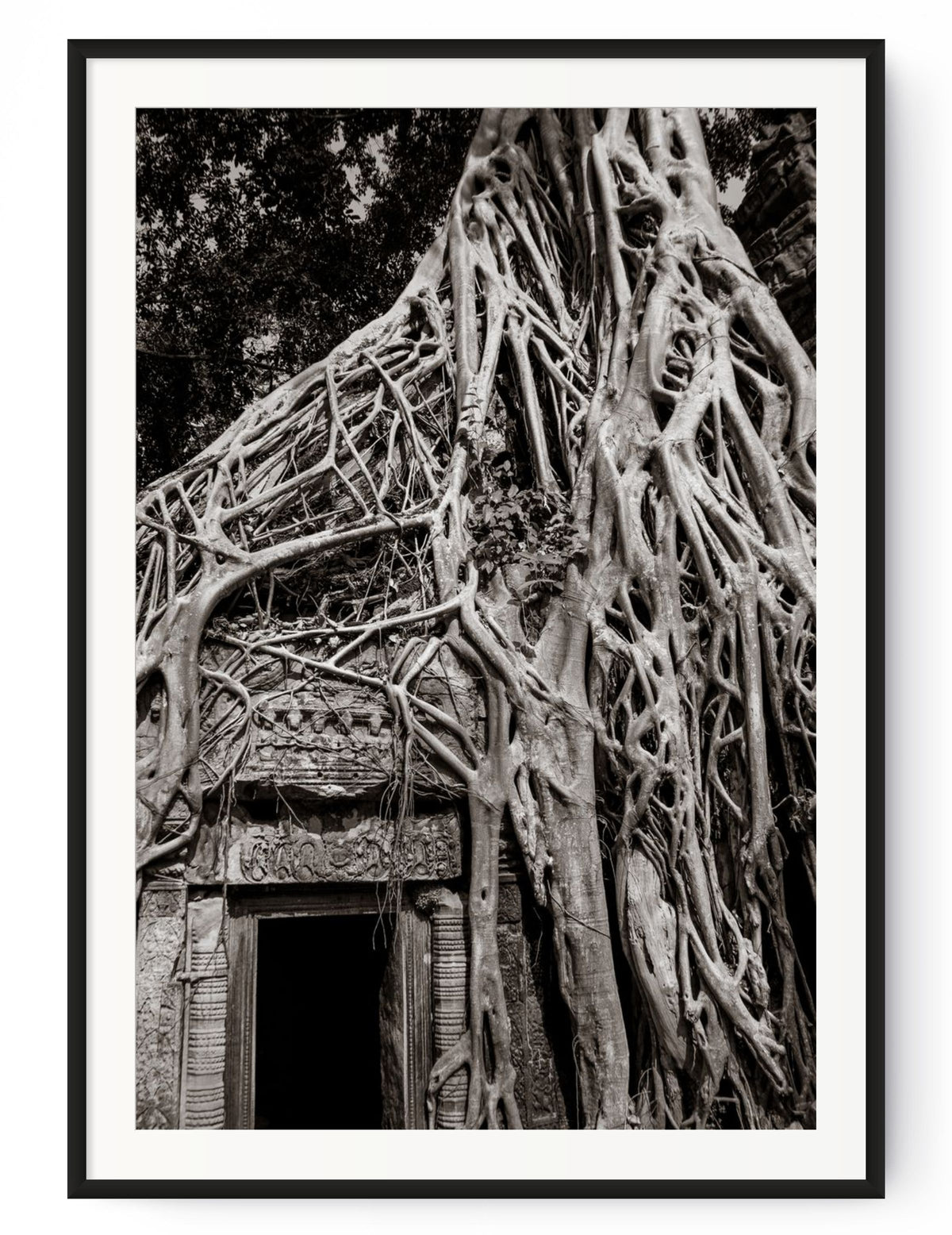 Tree in Ta Prohm, Angkor, Cambodia.