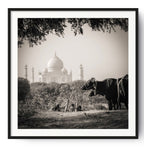 Taj Mahal as seen from across the Jamuna river.  Agra, India.