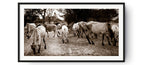 Cows and a sole temple behind, Bagan, Myanmar.