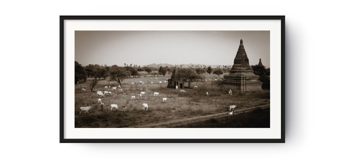 Cows and temples in Bagan, Myanmar.