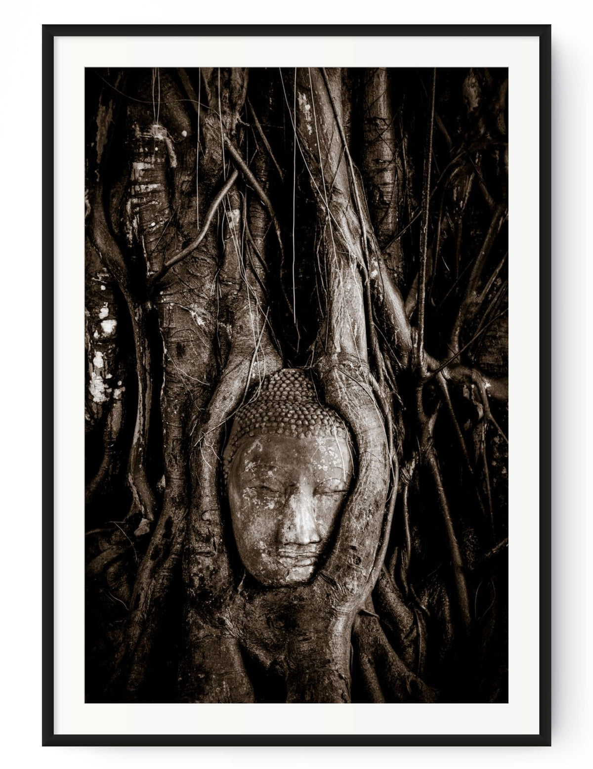 Buddha head, Ayutthaya, Thailand.