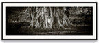 Panoramic image of Buddha head surrounded by tree.  Ayutthaya, Thailand.