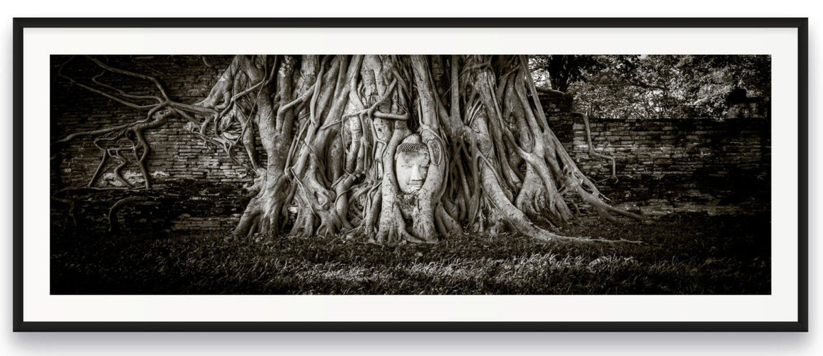 Panoramic image of Buddha head surrounded by tree.  Ayutthaya, Thailand.